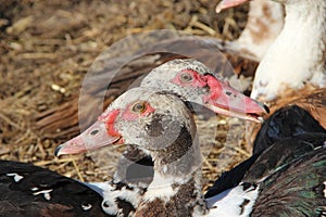 Muscovy ducks have a reast in poultry. Duck friendship