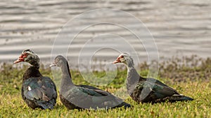 Muscovy Ducks, Lake at The Hammocks, Kendall, Florida