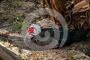 Muscovy Ducks or Pato criollo sitting in the grass. photo