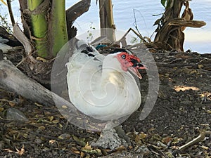 Muscovy ducks sitting under tree