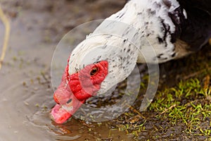 Muscovy ducks standing next to each other on a farm, selective focus