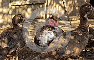 Muscovy ducks are found in a traditional rural barn. Free-range poultry concept