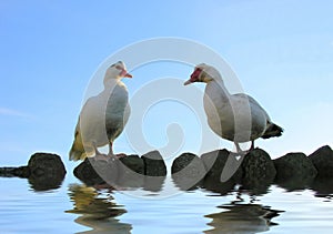 Muscovy Ducks on Water
