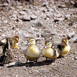 Muscovy ducks young ones