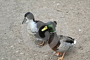 Muscovy and Mallard duck hybrid 3