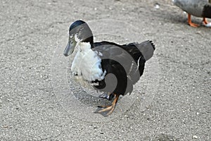 Muscovy and Mallard duck hybrid 7