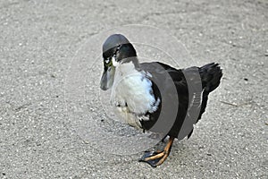 Muscovy and Mallard duck hybrid 9