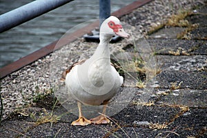 Muscovy mute duck along the riverside of the Hollandse IJssel in IJsselstein the Netherlands.