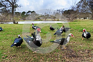 Muscovy Red Face Ducks