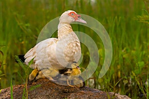 Muscovy white duck sitting on a rock in the grass breeding with small ducks ducklings