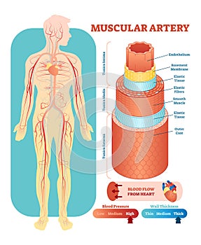 Muscular artery anatomical vector illustration cross section. Circulatory system blood vessel diagram scheme. photo
