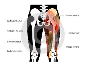 Muscular back concept