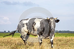 Muscular Belgian blue beef cow, black white and horns, oncoming walking in a meadow looking