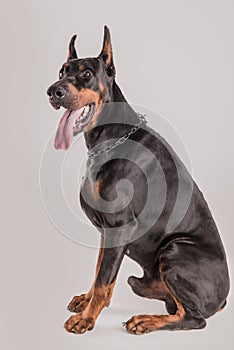 Muscular champion doberman dog looking at camera