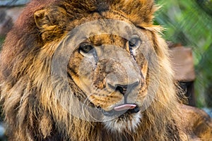 A muscular, deep-chested lion in Jacksonville, Florida