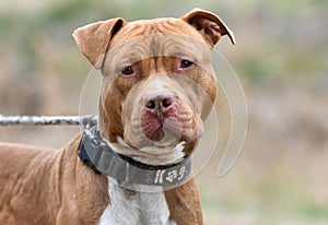 Muscular male Red nose American Pitbull Terrier dog outside on a leash