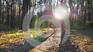 Muscular man doing handstand in forest at beautiful sunset background. Strong gymnast training at scenic environment