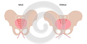 Muscular pelvis concept