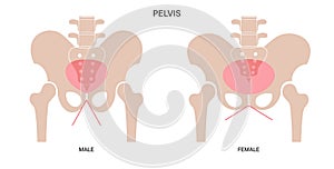 Muscular pelvis concept