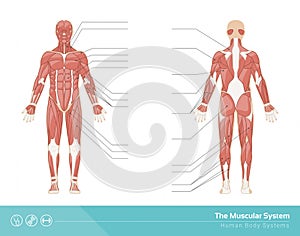 The muscular system