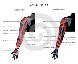 Muscular system arms