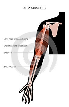 Muscular system arms