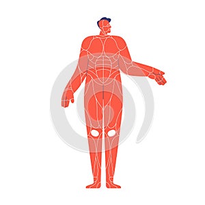 Muscular system of human body. Internal muscles scheme in abstract man model silhouette. Simple anatomical structure