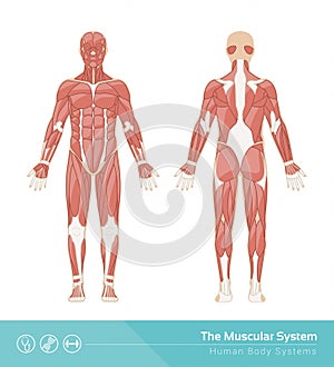 The muscular system photo