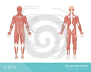The muscular system photo