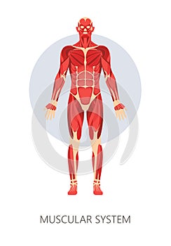 Muscular system isolated human body anatomy muscles
