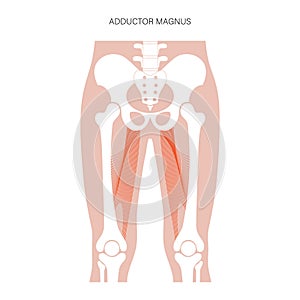 Muscular system legs