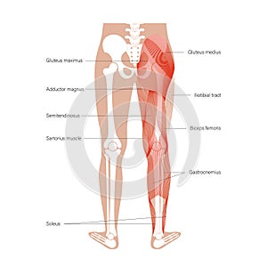 Muscular system legs