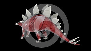 Muscular system of a Stegosaurus dinosaur photo