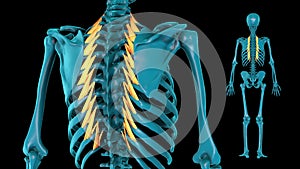 Musculature of chest - 3D model