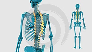 Musculature of subdivision of trunk on a white background - 3D model