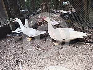 Muscus ducks in Philippines