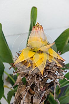 Musella lasiocarpa musaceae bud of golden lotus banana plant from yunnan china photo