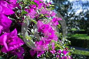 Museo Dolores Olmedo hibiscus flowers DF Mexico city photo