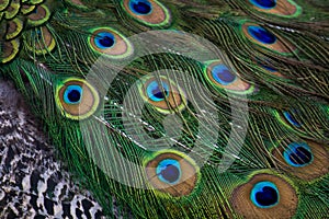 Museo Dolores Olmedo peacock feathers DF Mexico city photo