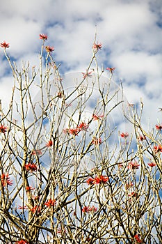 Museo Dolores Olmedo tree branches with red flowers and sky with clouds photo