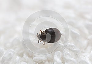 Museum beetle, Anthrenus museorum on white towel