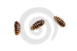 Museum beetle larva isolated Anthrenus