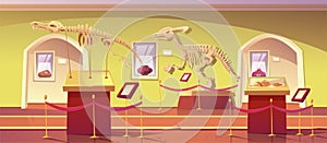 Museum of history with dinosaur skeleton artifacts photo