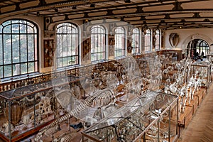 Museum of Natural History, Paris, France, Gallery of Evolution