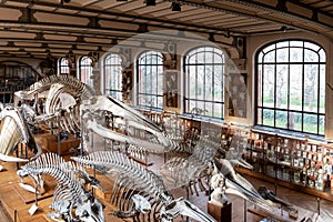 Museum of Natural History, Paris, France, Gallery of Evolution