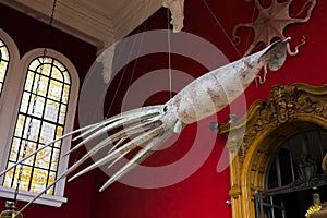 In the Museum of Oceanography in Monaco