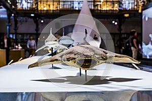 In the Museum of Oceanography in Monaco