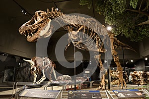 EDITORIAL, 12 July 2017, Bozeman Montana, Museum of the Rockies, Tyrannosaurus Rex Fossil Exhibit