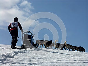 Musher in aktion