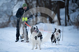 Musher with border collie dogs